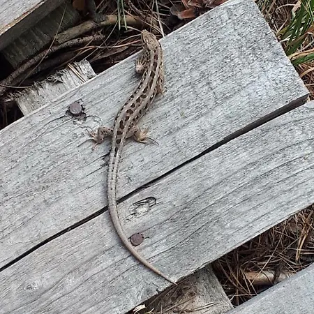 1 Apartamentai Prie Juros Palanga