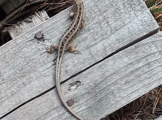 1 Apartamentai Prie Juros Palanga